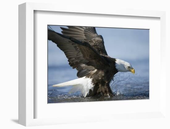 American Bald Eagle Fishing-null-Framed Photographic Print