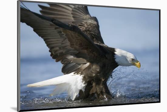 American Bald Eagle Fishing-null-Mounted Photographic Print