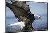 American Bald Eagle Fishing-null-Mounted Photographic Print