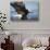 American Bald Eagle Fishing-null-Stretched Canvas displayed on a wall