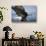 American Bald Eagle Fishing-null-Stretched Canvas displayed on a wall