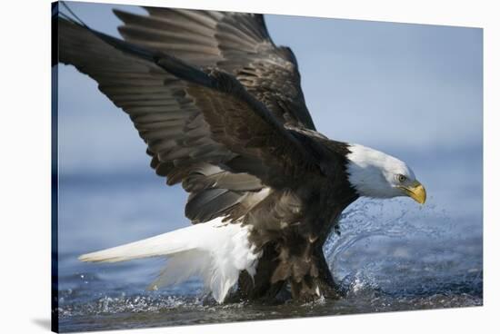 American Bald Eagle Fishing-null-Stretched Canvas