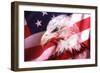 American Bald Eagle II-Gordon Semmens-Framed Giclee Print