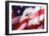American Bald Eagle II-Gordon Semmens-Framed Giclee Print