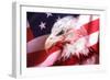 American Bald Eagle II-Gordon Semmens-Framed Giclee Print