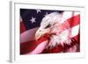 American Bald Eagle II-Gordon Semmens-Framed Giclee Print