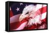 American Bald Eagle II-Gordon Semmens-Framed Stretched Canvas