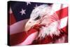 American Bald Eagle II-Gordon Semmens-Stretched Canvas