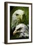 American Bald Eagle III-Gordon Semmens-Framed Giclee Print