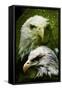 American Bald Eagle III-Gordon Semmens-Framed Stretched Canvas