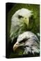 American Bald Eagle III-Gordon Semmens-Stretched Canvas