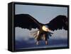 American Bald Eagle in Flight-Lynn M^ Stone-Framed Stretched Canvas