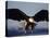 American Bald Eagle in Flight-Lynn M^ Stone-Stretched Canvas