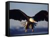 American Bald Eagle in Flight-Lynn M^ Stone-Framed Stretched Canvas