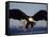 American Bald Eagle in Flight-Lynn M^ Stone-Framed Stretched Canvas