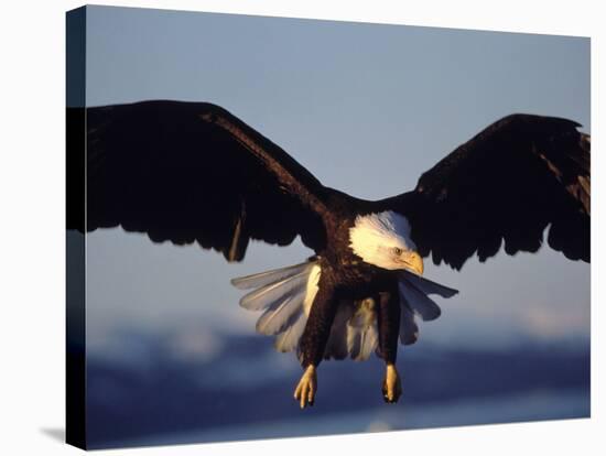 American Bald Eagle in Flight-Lynn M^ Stone-Stretched Canvas