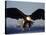 American Bald Eagle in Flight-Lynn M^ Stone-Stretched Canvas