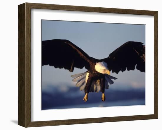 American Bald Eagle in Flight-Lynn M^ Stone-Framed Premium Photographic Print