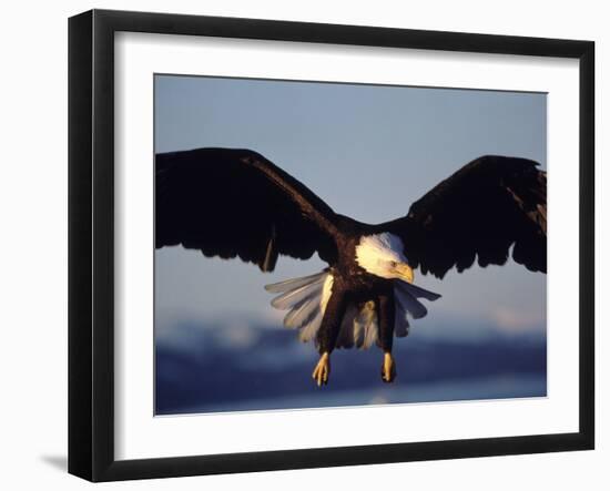 American Bald Eagle in Flight-Lynn M^ Stone-Framed Premium Photographic Print