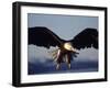 American Bald Eagle in Flight-Lynn M^ Stone-Framed Premium Photographic Print
