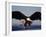 American Bald Eagle in Flight-Lynn M^ Stone-Framed Premium Photographic Print