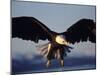 American Bald Eagle in Flight-Lynn M^ Stone-Mounted Premium Photographic Print