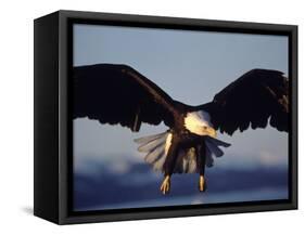 American Bald Eagle in Flight-Lynn M^ Stone-Framed Stretched Canvas