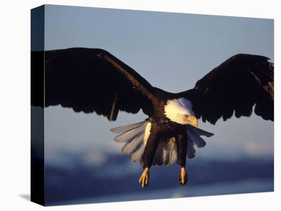 American Bald Eagle in Flight-Lynn M^ Stone-Stretched Canvas