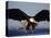 American Bald Eagle in Flight-Lynn M^ Stone-Stretched Canvas