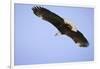 American Bald Eagle in Flight-Paul Souders-Framed Photographic Print