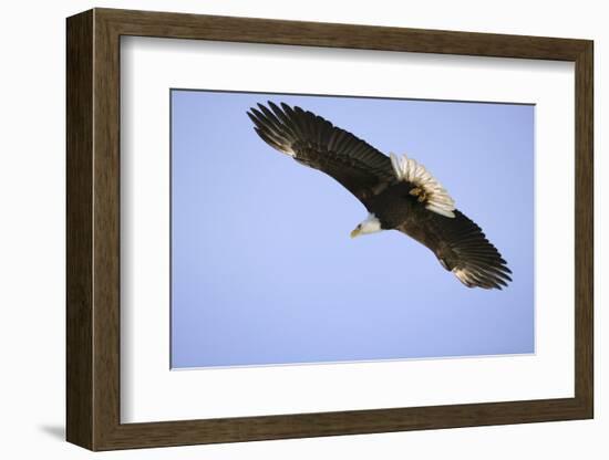 American Bald Eagle in Flight-Paul Souders-Framed Photographic Print