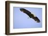 American Bald Eagle in Flight-Paul Souders-Framed Photographic Print