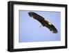 American Bald Eagle in Flight-Paul Souders-Framed Photographic Print