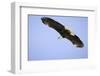 American Bald Eagle in Flight-Paul Souders-Framed Photographic Print