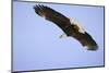American Bald Eagle in Flight-Paul Souders-Mounted Photographic Print