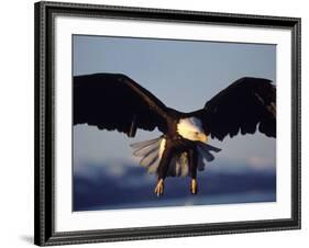 American Bald Eagle in Flight-Lynn M^ Stone-Framed Photographic Print