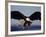 American Bald Eagle in Flight-Lynn M^ Stone-Framed Photographic Print