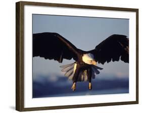 American Bald Eagle in Flight-Lynn M^ Stone-Framed Photographic Print