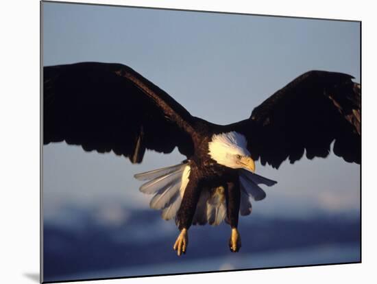 American Bald Eagle in Flight-Lynn M^ Stone-Mounted Photographic Print