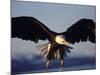 American Bald Eagle in Flight-Lynn M^ Stone-Mounted Photographic Print