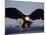 American Bald Eagle in Flight-Lynn M^ Stone-Mounted Photographic Print