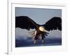 American Bald Eagle in Flight-Lynn M^ Stone-Framed Photographic Print