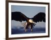 American Bald Eagle in Flight-Lynn M^ Stone-Framed Photographic Print