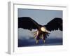 American Bald Eagle in Flight-Lynn M^ Stone-Framed Photographic Print