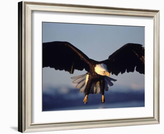 American Bald Eagle in Flight-Lynn M^ Stone-Framed Photographic Print