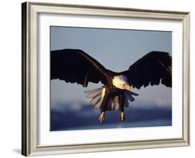 American Bald Eagle in Flight-Lynn M^ Stone-Framed Photographic Print