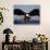 American Bald Eagle in Flight-Lynn M^ Stone-Photographic Print displayed on a wall