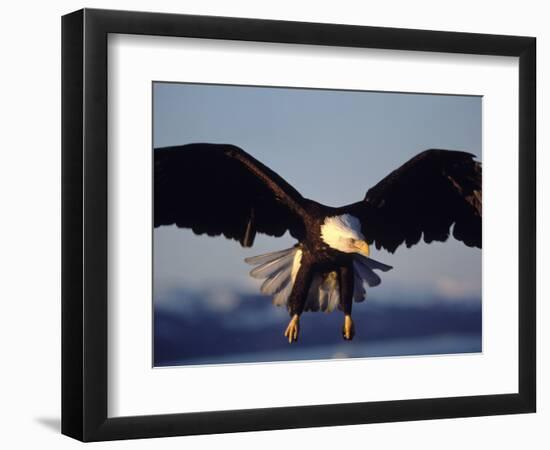 American Bald Eagle in Flight-Lynn M^ Stone-Framed Photographic Print