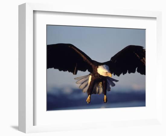 American Bald Eagle in Flight-Lynn M^ Stone-Framed Photographic Print