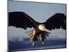 American Bald Eagle in Flight-Lynn M^ Stone-Mounted Photographic Print